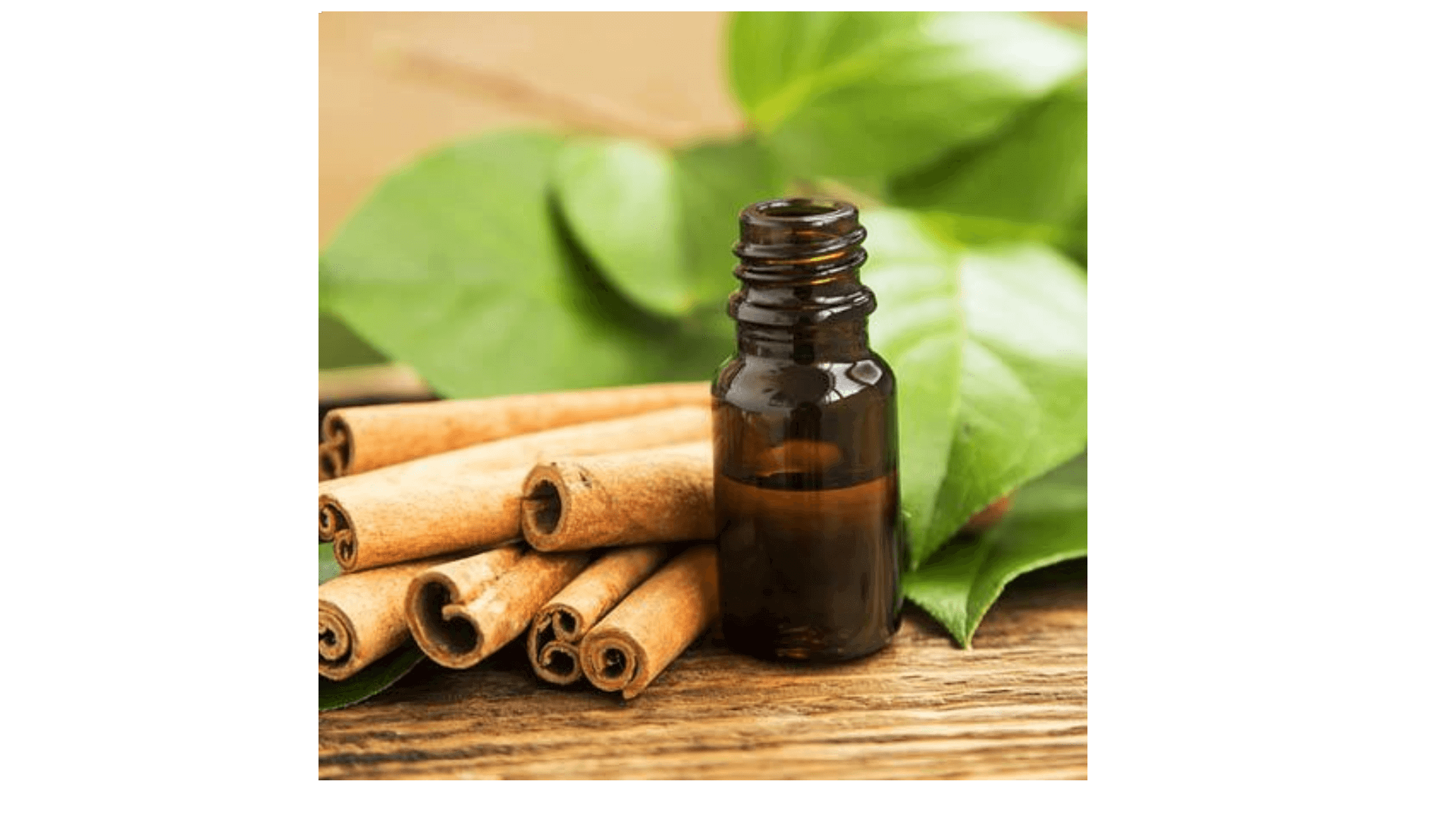 Cinnamon Leaf Oil In Barua Sagar