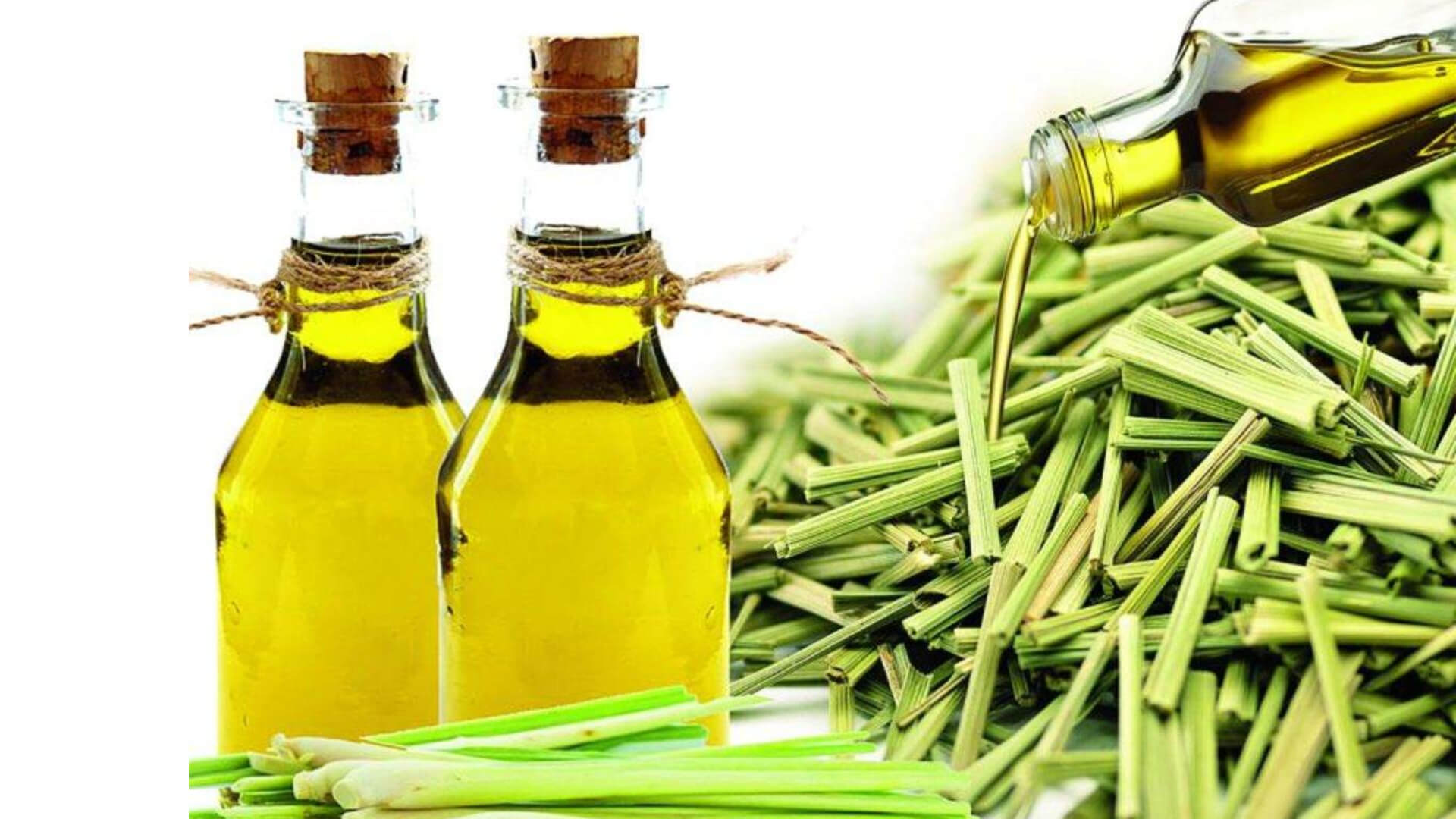 Lemongrass Oil In Barua Sagar